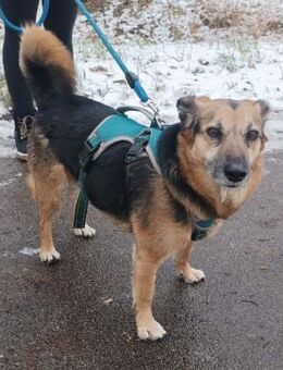 Herzenshund Antonio, 4J sucht Dich - Schwäbisch Hall