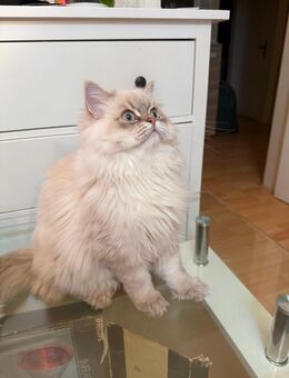 🐱✨ Traumhafte Ragdoll-Kitten suchen ein liebevolles Zuhause ✨🐱 - Hamburg