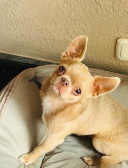 Chihuahua Rüde 2 Jahre alt - Herzogenrath