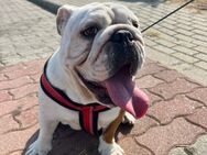 Englisch Bulldog zum verkaufen - Augsburg