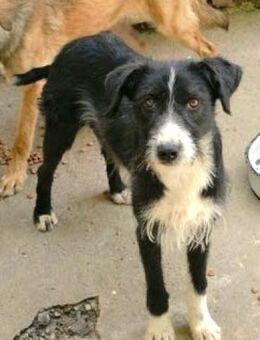 Fidelia ist eine Traumhündin! - Karben