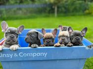 Reinrassige Französische Bulldoggen Welpen in schönen Farben - Hamburg