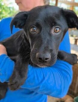 PICOLINO~kleines schwarzes Hundemännlein - Duisburg