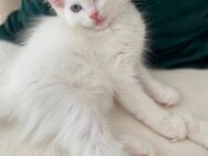 Türkische Angora Kitten weiße Katze mit blauen Augen - Delmenhorst