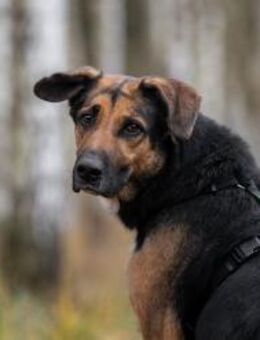 Wunderbarer Dar sucht perfektes Zuhause - Duisburg