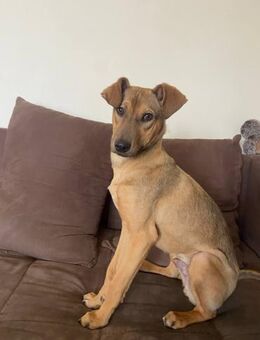 toller Spock f. Stadt & Land - Augsburg