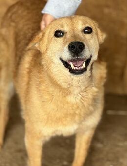 Askim ist ein freundlicher alter Herr 🐾 - Elsdorf (Nordrhein-Westfalen)