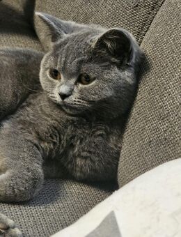 verschmuste BKH Kitten (Katzen) in Blau sind abgabebereit - Eislingen (Fils)