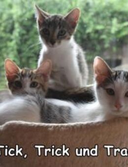 TICK, TRICK & TRACK - Donzdorf