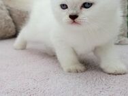 Britisch Kurzhaar Kitten (BKH) in choclote und lilac (tabby) point mit blauen Augen - Mühlacker