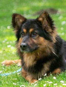 Boomer -Kleiner Kerl sucht sein Körbchen - Obertshausen