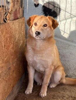 Nino, unsicher gestresst ängstlich - Bonndorf (Schwarzwald)