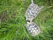 Zwei adulte weibl. Testudo Hermanni abzugeben - Rangendingen