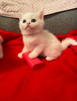 Bkh kitten von odd-eyed Mama - Frankfurt (Main) Zeilsheim