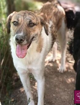 Mela bereit für ihr neues Leben! ❤️🐾🐕 - Spenge