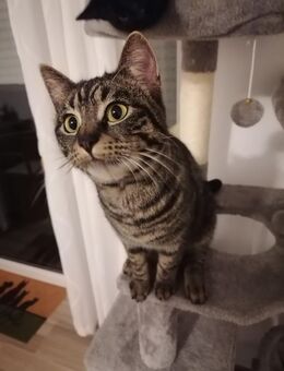 Bengal-Mix Katze „Nova" sucht liebevolles Zuhause MIT FREIGANG! - Schwäbisch Hall