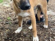 Fröhliches Welpenmädchen GINA sucht ♥️ - München