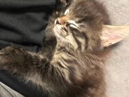 Kitten Siam Mix - Saarbrücken