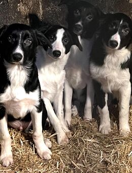 Border Collie Welpen suchen liebevolles zu Hause - Röderland