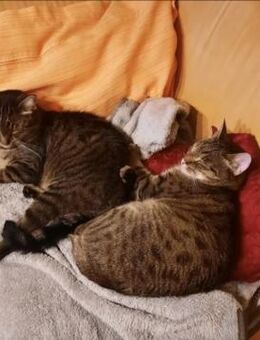 Balu & Baghira Superschmusige Brüder - Unterföhring