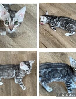 Bengal Silber kitten 13 Wochen Reinrassig Abgabebereit - Dortmund
