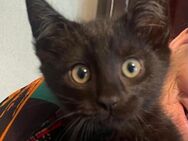 Zorro sucht ein Zuhause - Olfen
