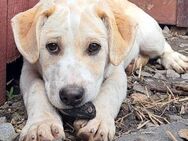 Süßer Latte sucht seine Familie - Weilheim (Oberbayern)