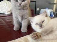 Bkh kitten - Rüthen
