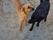 Unsere tolle schwarze Labradormischlingshündin Stella 1,5 J sucht ein warmes Körbchen - Angern