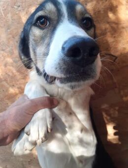 Levi 55 cm - Alpenrod