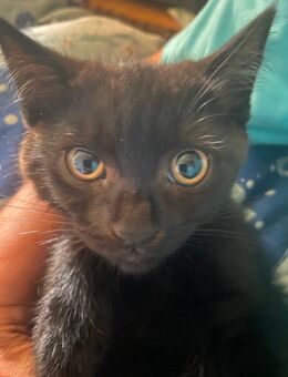 Britische Kurzhaar Katzen Babys - Berlin Spandau