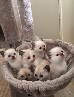 ✨ Süße Kitten suchen liebevolles Zuhause - Gelsenkirchen Scholven