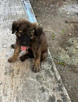 Abenteurer Benny sucht sein Zuhause! - Dresden