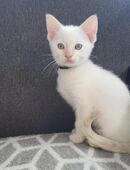 Okh kitte noch ein junge zur Abgabe in 44388