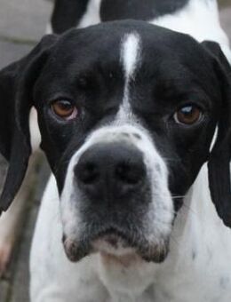 Attila, geb. ca. 08/2024, 67735 Mehlbach - Euskirchen