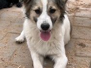 💜Herziges Hundemädchen Anna💜 - Eislingen (Fils)