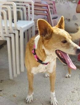 Luci; im Alter abgeschoben - Geilenkirchen