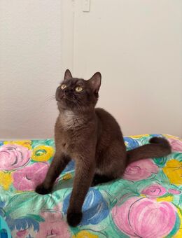 BKH Reinrassig 1 süße Mädchen - Bad Oeynhausen