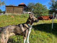 Mingo sucht ein neues Zuhause - München