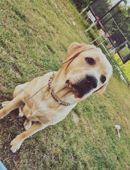 Labrador Retriever - Ziemetshausen
