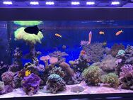 Meerwasseraquarium Eheim Incpirier Reef 530 - Tarmstedt