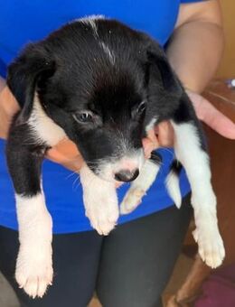 Emma möchte geborgen sein - Donaueschingen