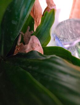 Kronengecko sucht neues Zuhause - Berlin Reinickendorf