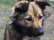 Lassie - DRINGEND! - Lenzen (Elbe) Zentrum