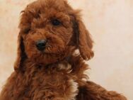 Pudel-Welpen aus familiärer Vereinszucht 38-46 cm, in red-fawn (mit Papiere)! sind abgabebereit! - Kall