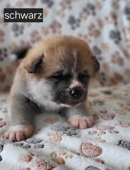 Akita Inu Welpen - Berlin Mitte