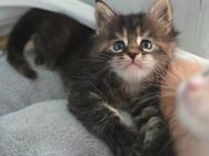 Maine Coon Kitten XXL - Ahlen