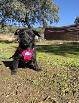 Wuschelige Lucia sucht ihr fürimmerheim# - Essen