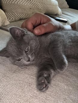 BKH Kitten Weibchen - Korb