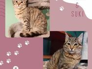 Katzen Minou und Suki möchten reisen - Lalendorf